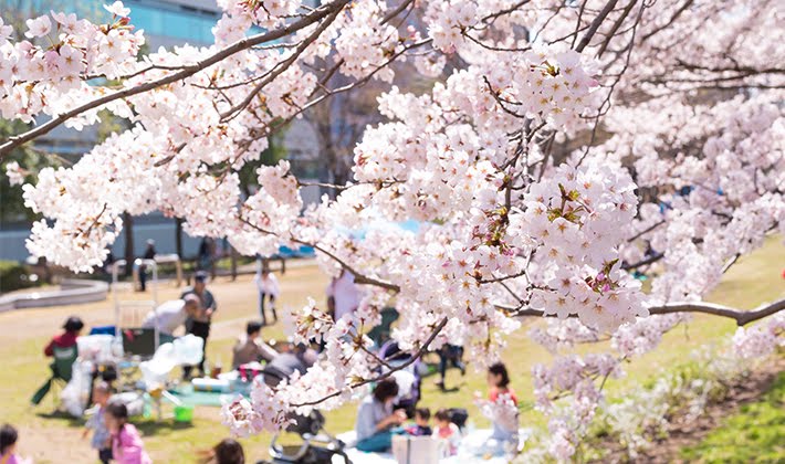 お花見は外国の方にも大好評！